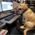 NH 9-1-1, You never know who might be visiting