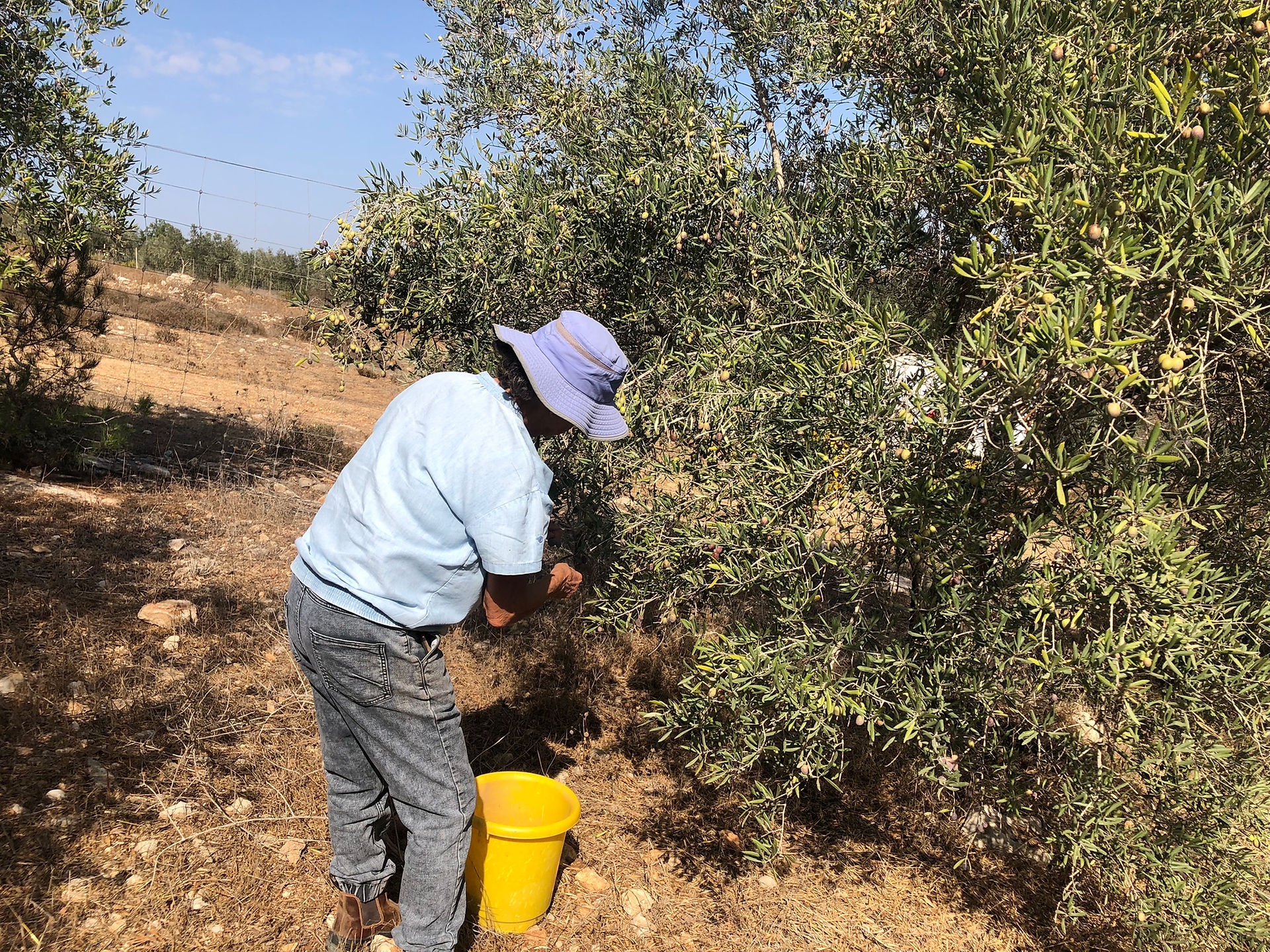 Olive harvest at our grove