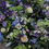 Thumbnail: Wreath design - blues and lilacs