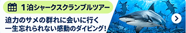 shark202610.png