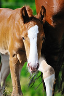 curious foal.jpg