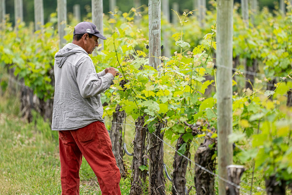 pexels-nc-farm-bureau-mark-8287363.jpg