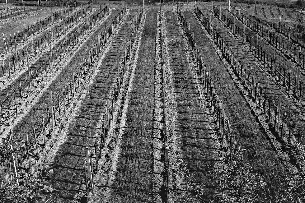 Rangées de vignes