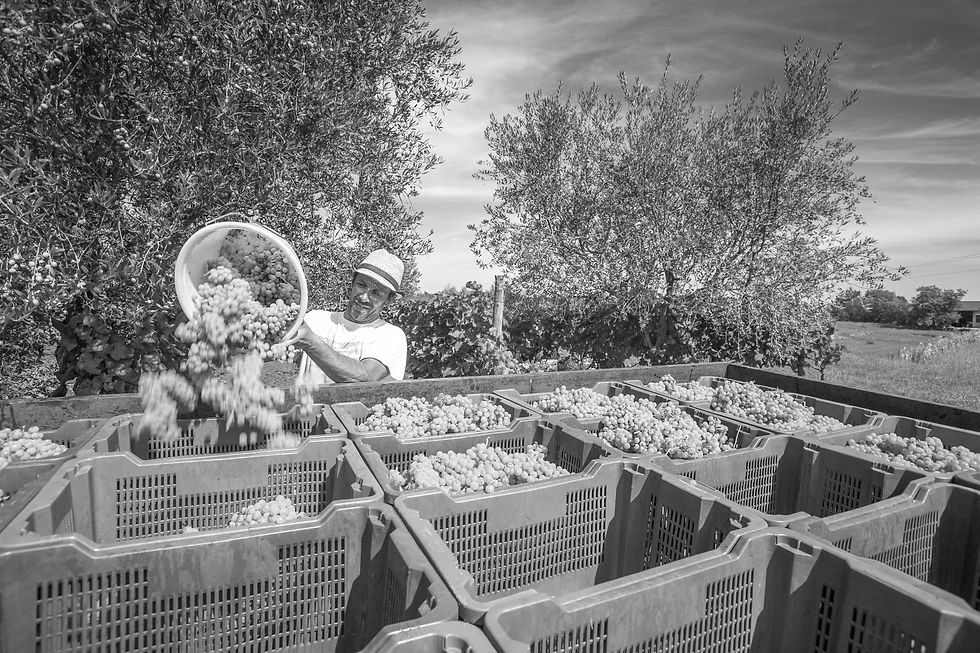 Homme remplissant des caisses de raisins