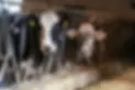 Agriroom-azienda-agricola.webp