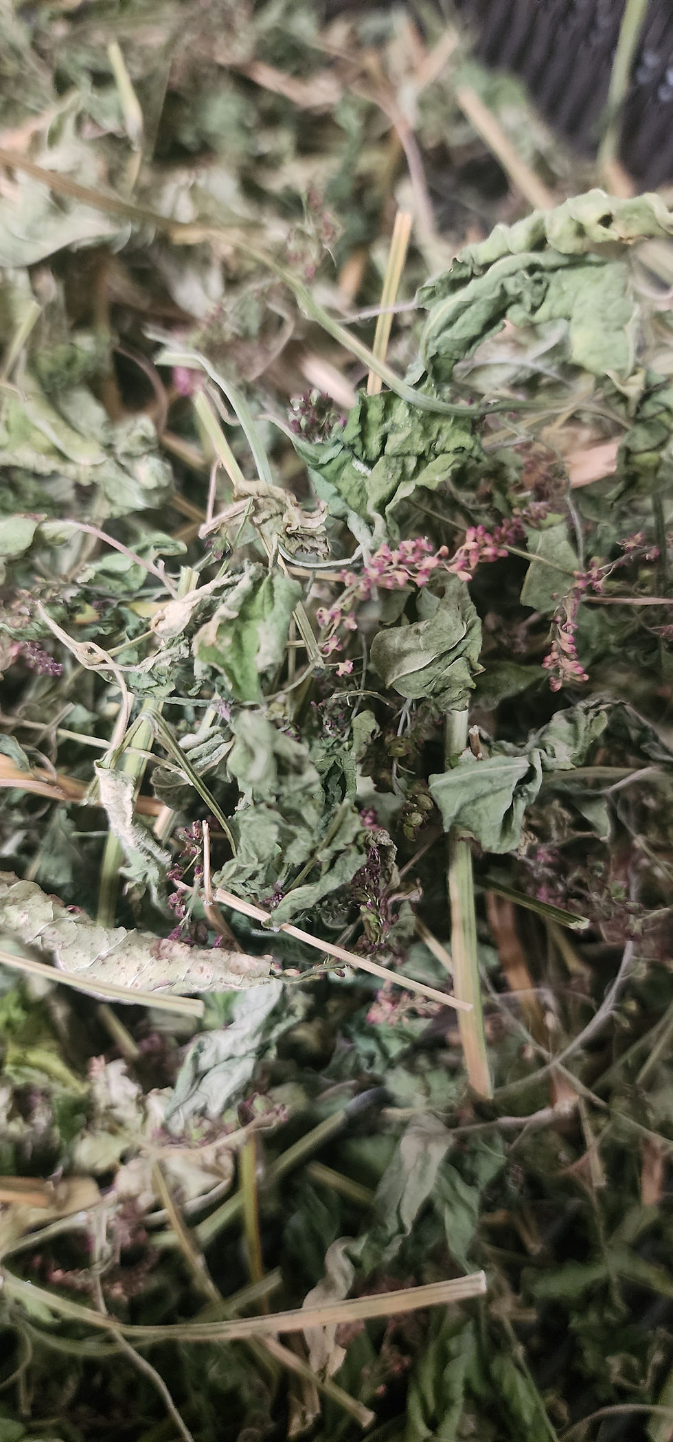 Thumbnail: Dog's Blood Bush