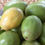 Thumbnail: June Plums -GREEN ONLY (Pre-Orders Now Open )