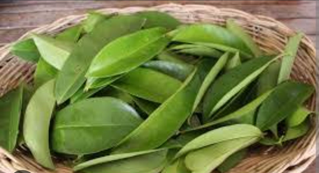 Soursop Leaves