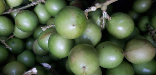 Amazing Guinep Finds Near You Shops Farms And More - nocpn2v