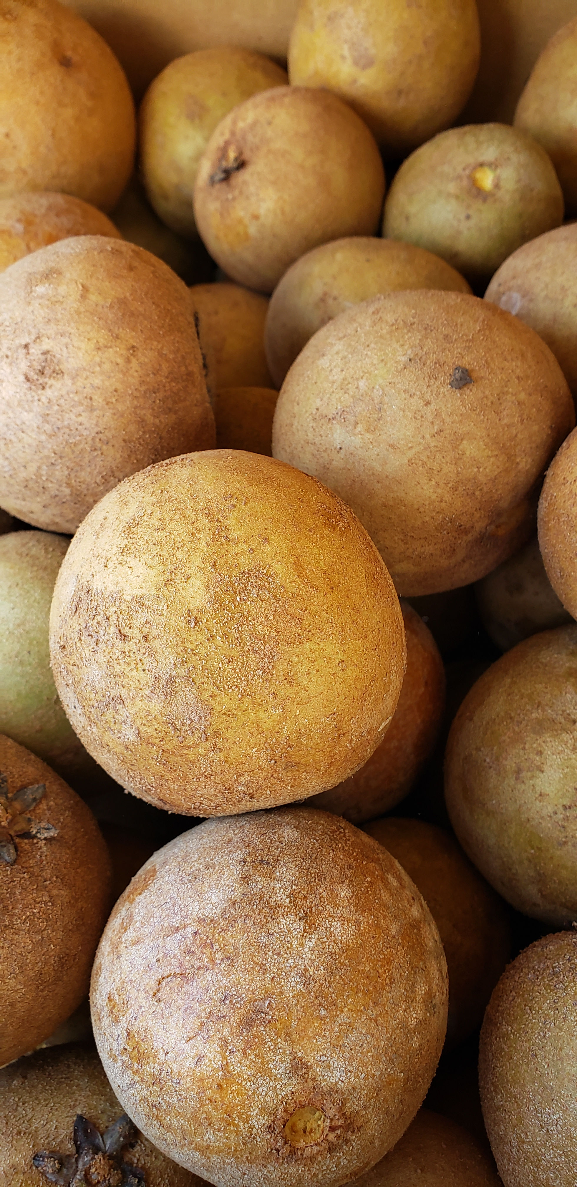 Sapodilla (Dilly)