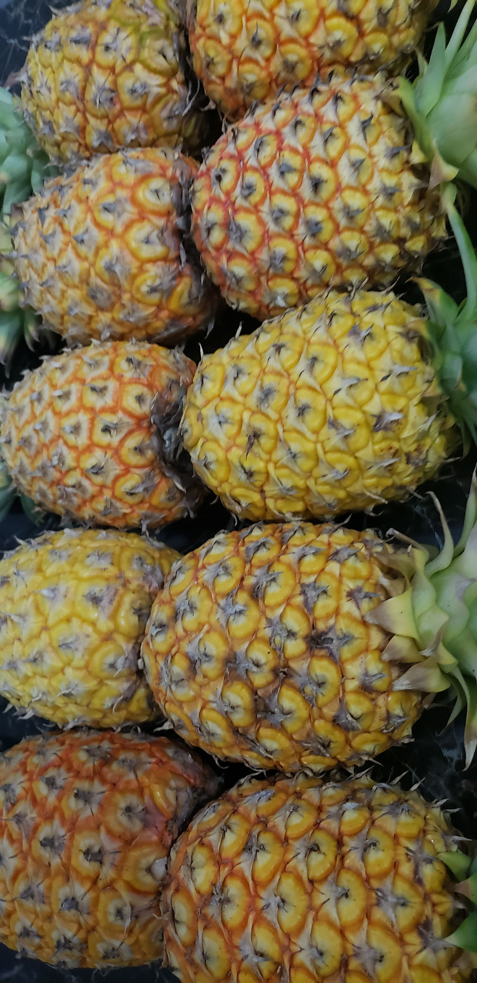 Thumbnail: Sugar Loaf Pineapples - Eleuthera