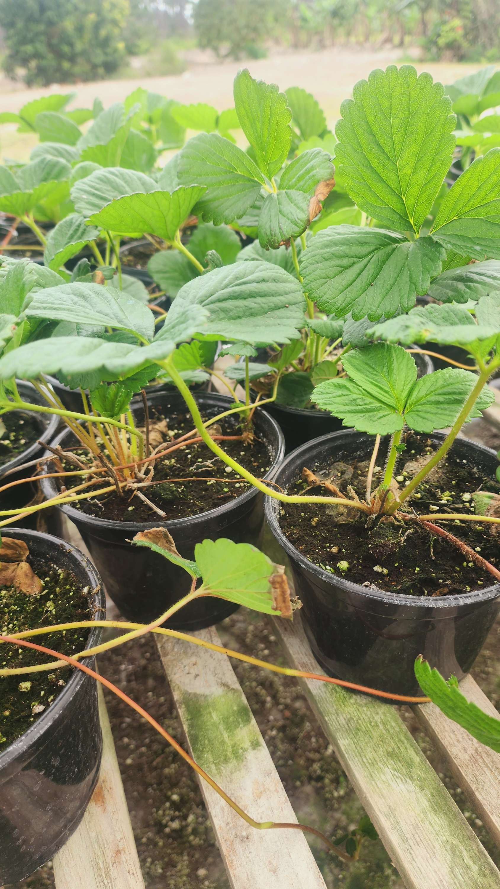 Strawberry Plants (Fruiting)