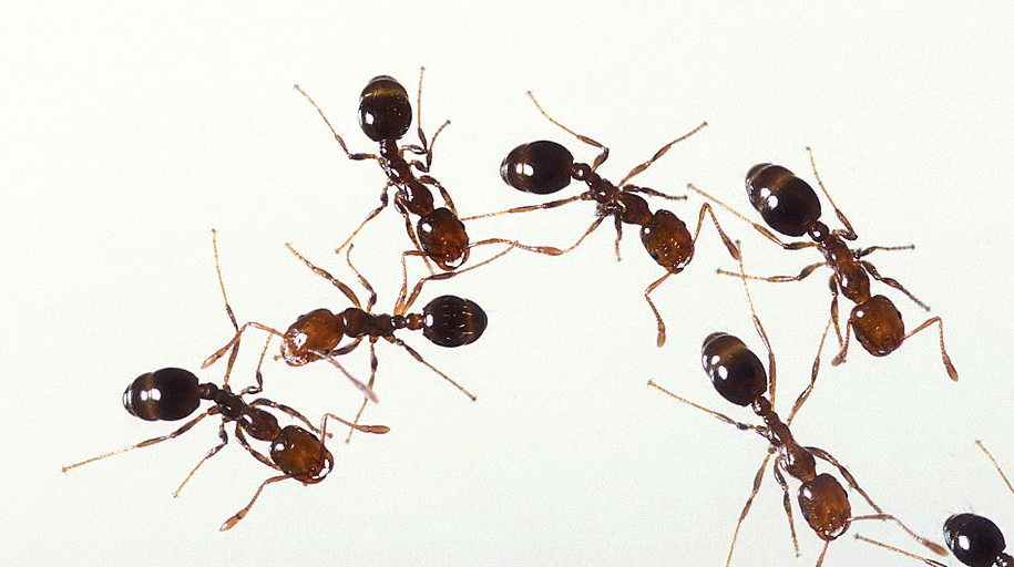 Ant's