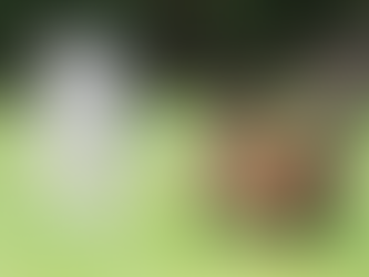 Cat and dog face to face on the grass. This photo portrays the blog of Shrien Dewani "Stop fighting like cats and dogs"