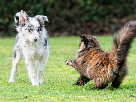Cat and dog face to face on the grass. This photo portrays the blog of Shrien Dewani "Stop fighting like cats and dogs"