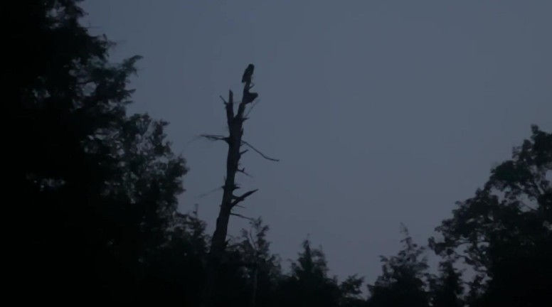 Who watches the watchers? Two juvenile barred owls keep a close eye on our comings and goings in the dark wetland. Photo credit: Sienna Painter, Access Conservation.