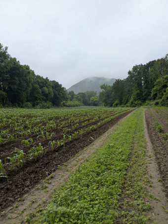 A Dedication to Conserving: Land Protection & The Monadnock Conservancy