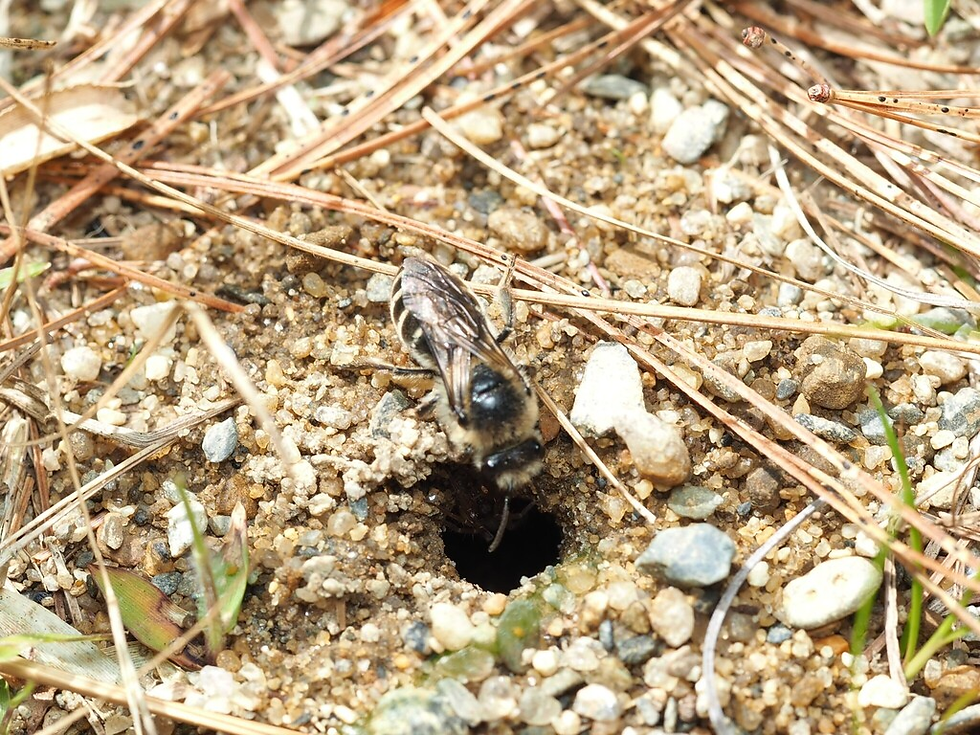 Image Credit: noncopyrighted photo by meaningful_name on iNaturalist. Photo of Unequal Cellophane Bee entering its habitat.