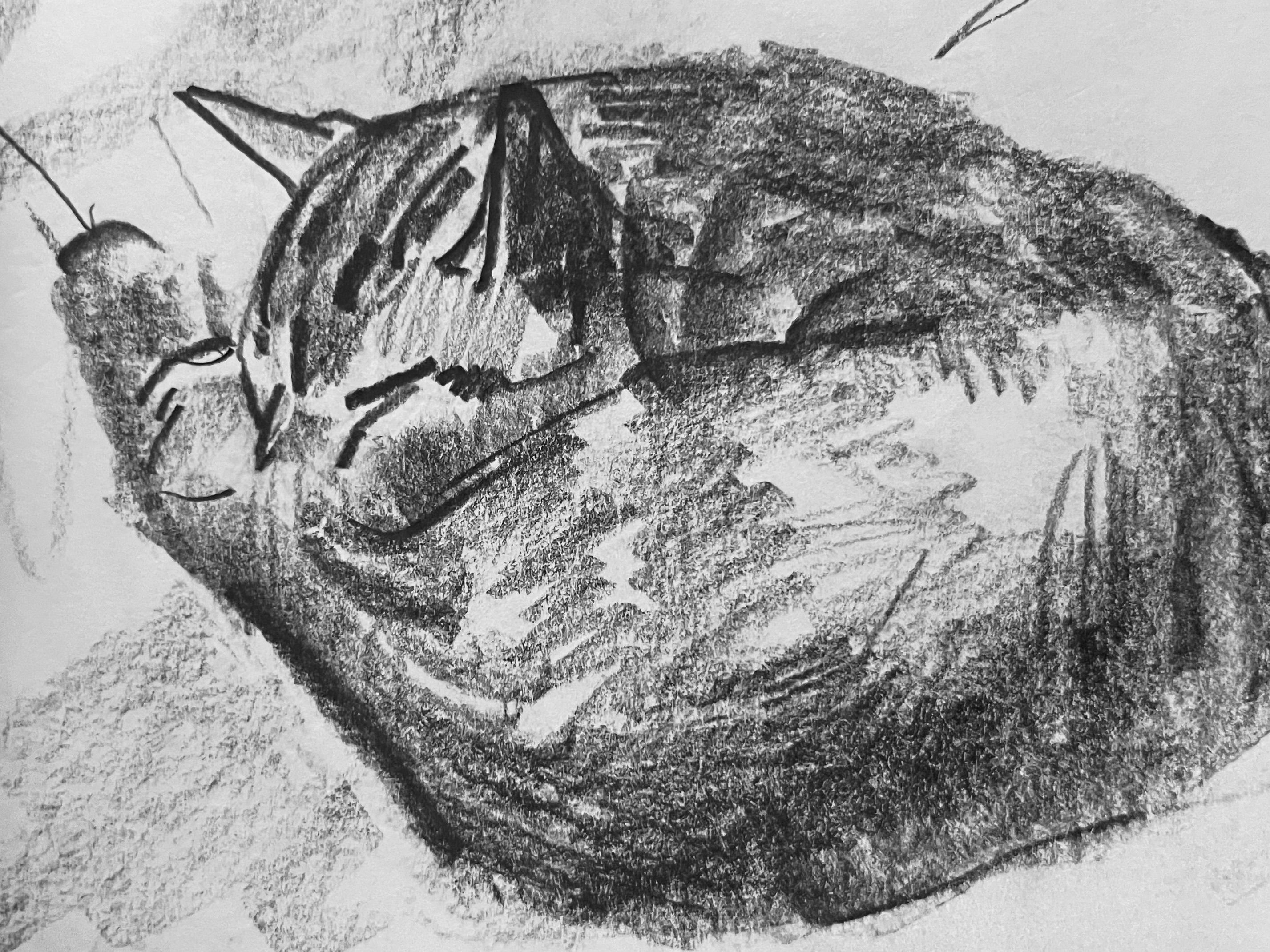 Cat Sketch