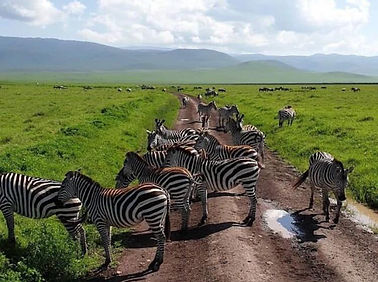 safari3.jpg