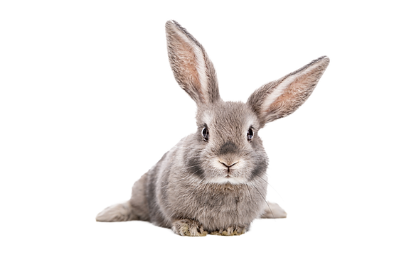 AdobeStock_425798036.png