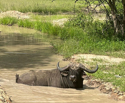 buffalo (1).jpg