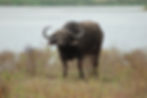 3 day Lake and safari tour