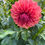 Thumbnail: Orange Globe Dahlia