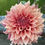 Thumbnail: Sierra Glow Dahlia Tuber