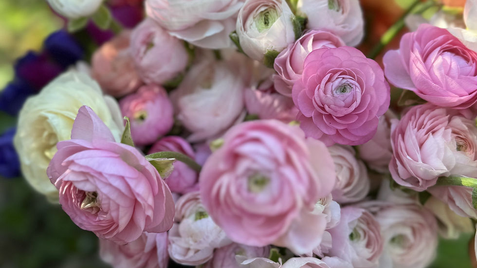 farm grown ranunculus