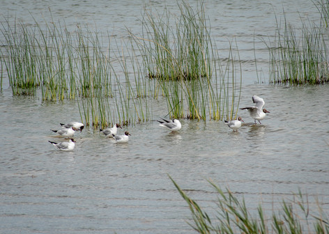 lac Vrana et sa réserve ornithologique