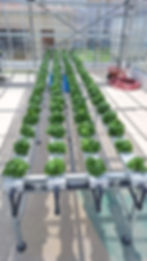 impianti riscaldamento serre