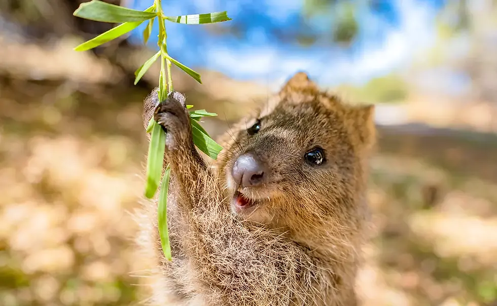 quokka-perche-lanciano-i-figli.webp