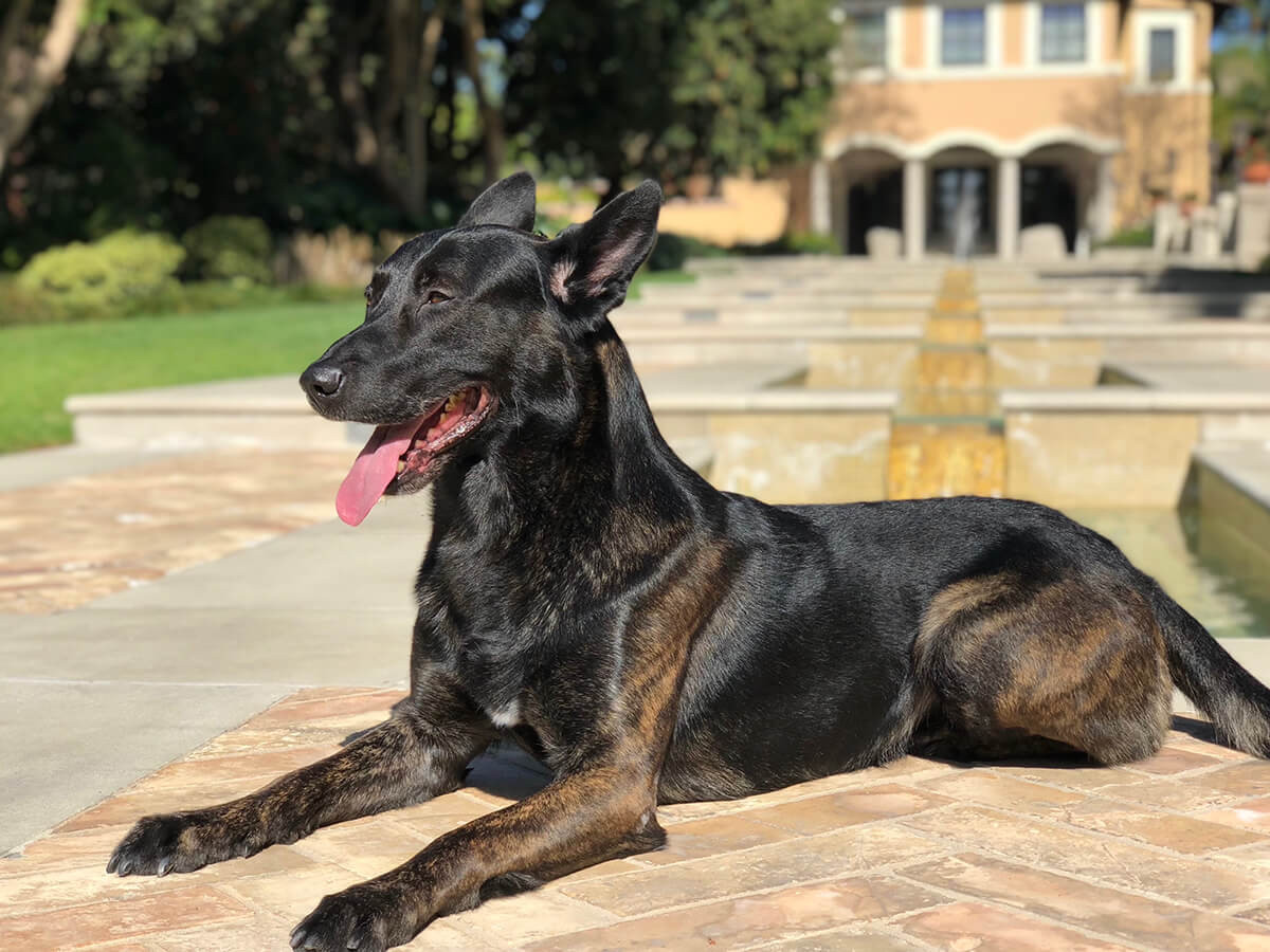 Trikos leash sale