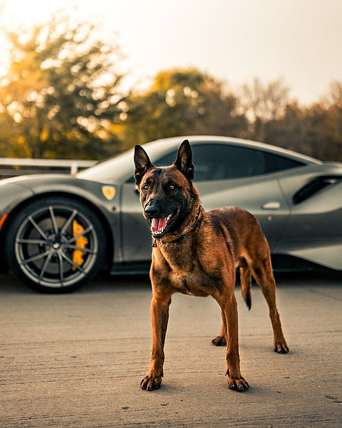 Trikos Guard Dog
