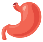 stomach-vector-19881055_edited.png