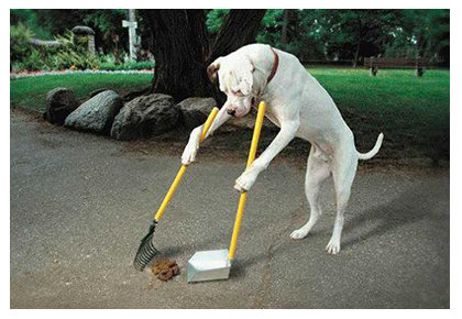 Is your dog trainable?