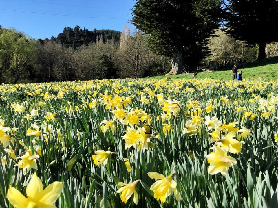 Weatherstons Brewery Ruins and Daffodils