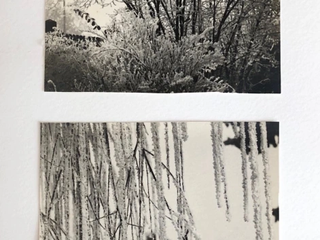 Covid Art 21: Winter Frost