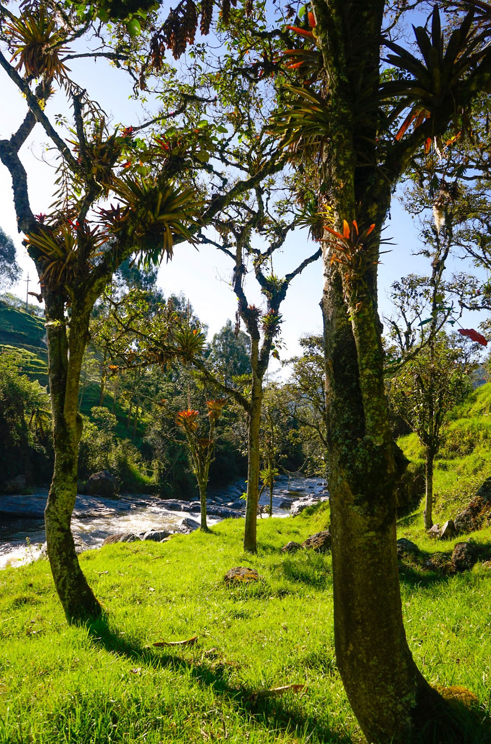 Vereda la MarÃa