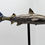 Miniature : Requin