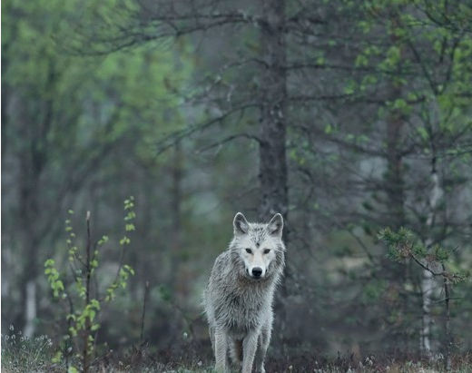 Rewilding the West: The Long March to Control Land and Liberty