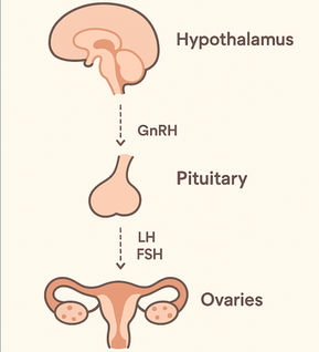 Understanding PCOS: A Comprehensive Guide to Managing Your Health