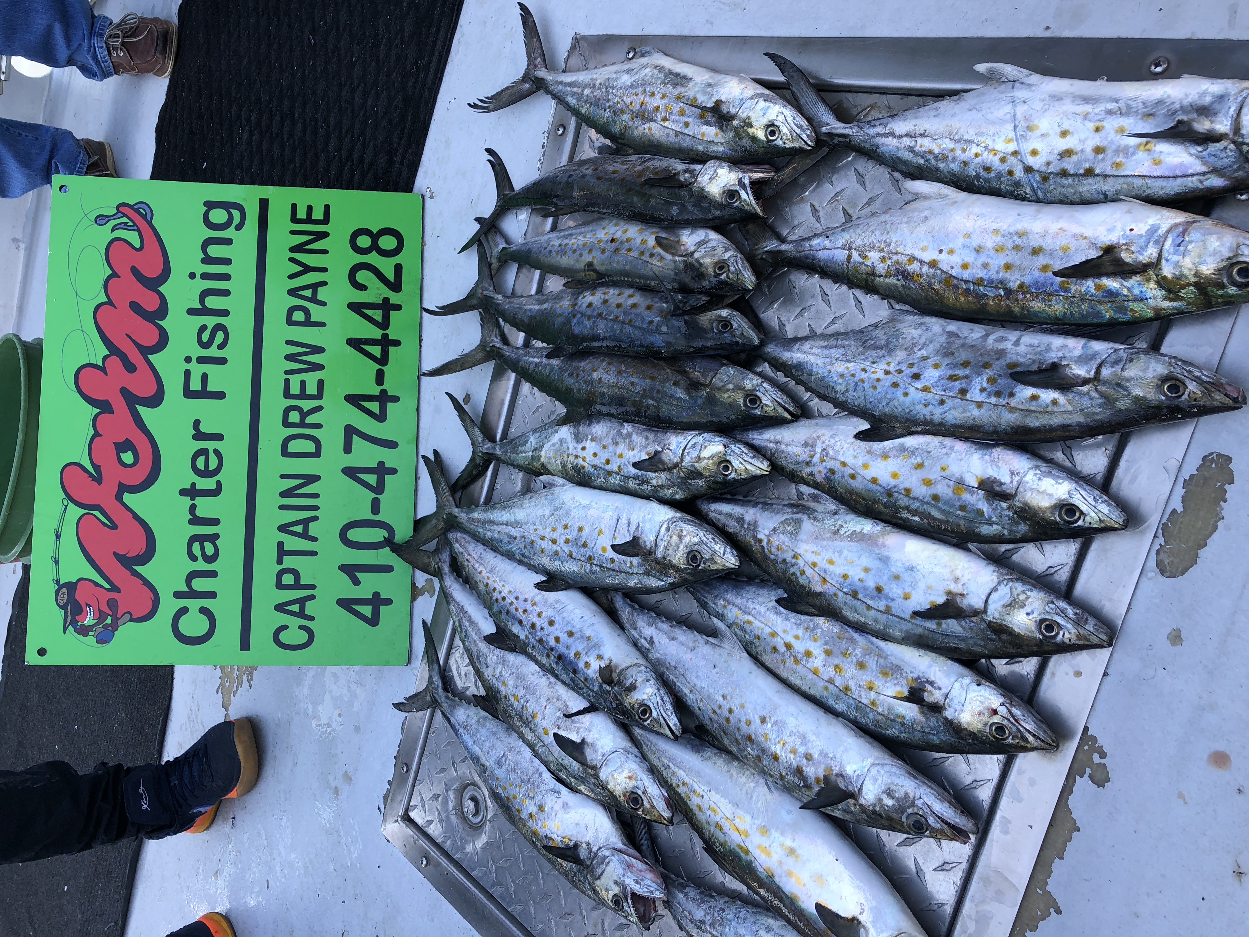 download the big worm fishing charters download the big worm fishing charters