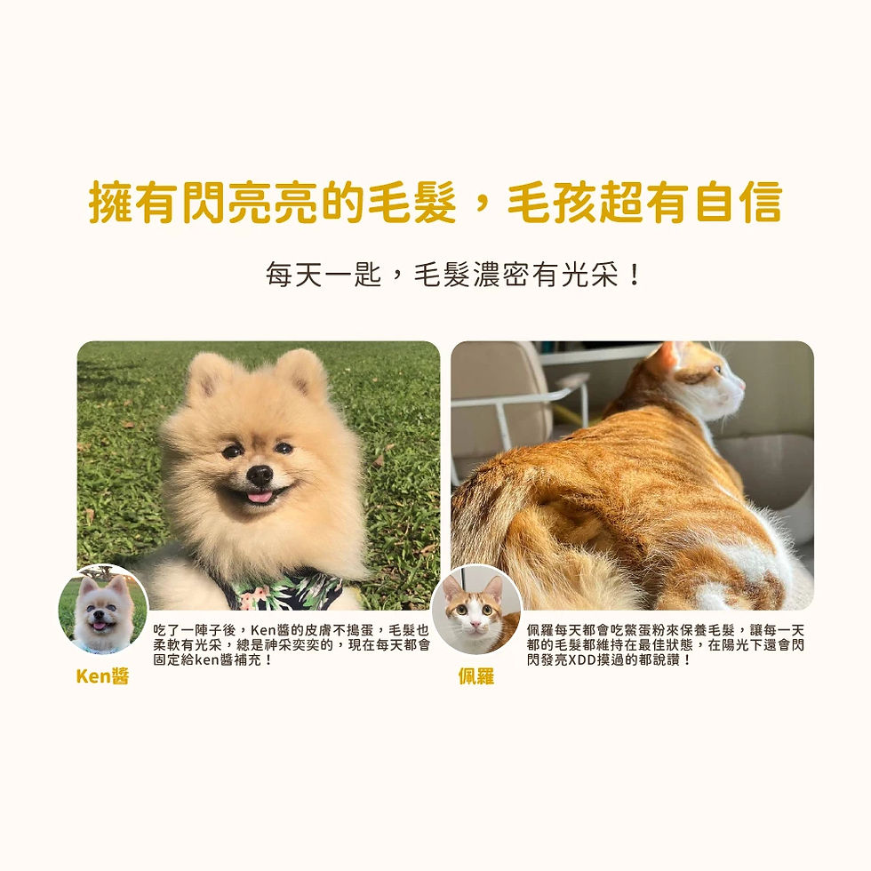 縮圖：汪喵星球 亮毛護膚鱉蛋粉 60g