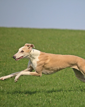 Greyhound Pets of America Wiscousin