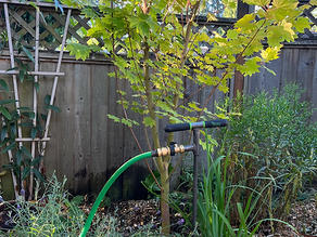 Tree Care Basics: Watering