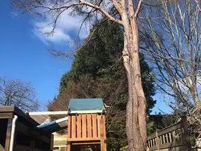 The Dead Pine Over the Playset