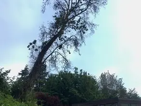 A Hazard Pacific Madrona On the Hill