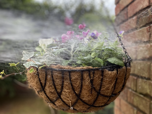 Watering a hanging basket